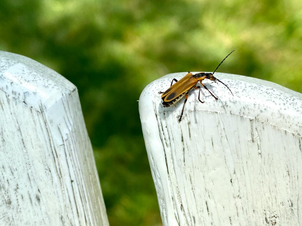 How to Get Rid of Gnats in House covering indoor gnat removal, natural traps, breeding area control, cleaning tips, and pest prevention.
