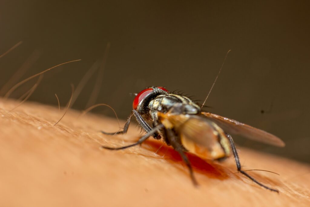 How to Get Rid of Gnats in House guide to vinegar traps, houseplant care, sanitation methods, indoor pest control, and gnat prevention.