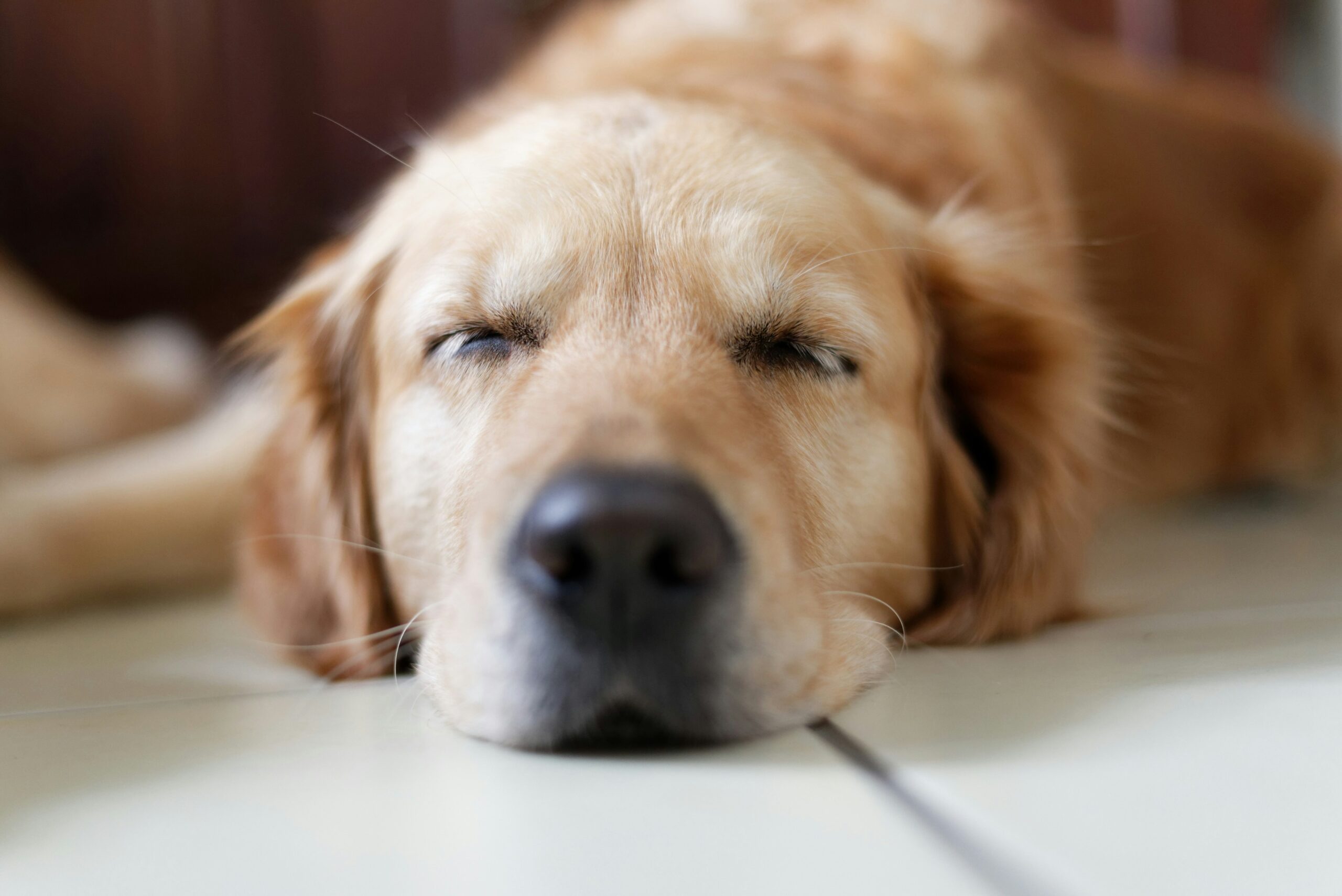 My Dog Has a Dry Cough and Then Gags: Causes, Warning Signs, and What Owners Should Know