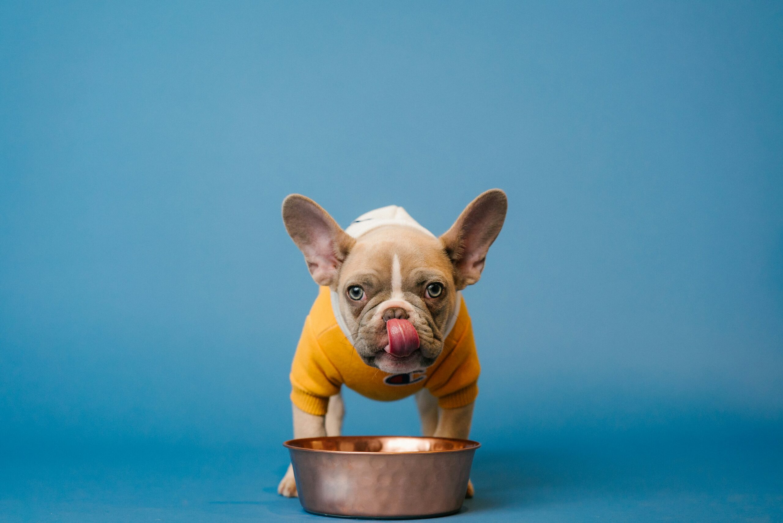 Dog throwing up yellow liquid bile on tile due to digestive irritation or an empty stomach.