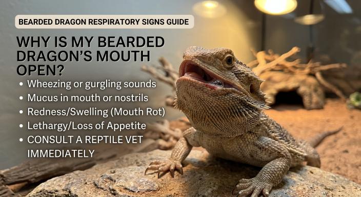 Why Is My Bearded Dragon’s Mouth Open? Discover the Key Reasons Behind Healthy Thermoregulation and Normal Behavior