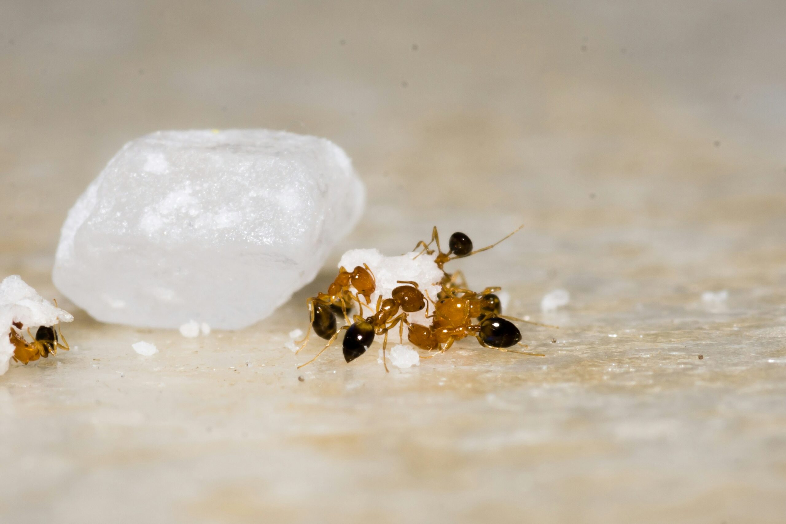 How to Get Rid of Sugar Ants featuring ant removal methods, food-source control, entry-point sealing, safe treatments, and prevention tips.