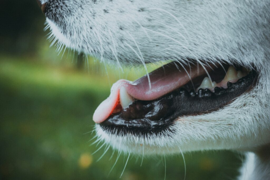 How to fix dogs bad breath through better dental care