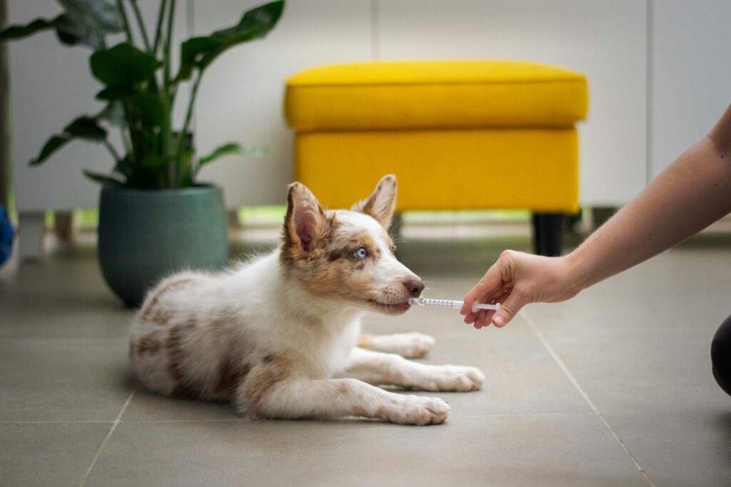 Trazodone for Dogs Dosage Chart by Weight kg and key safety facts