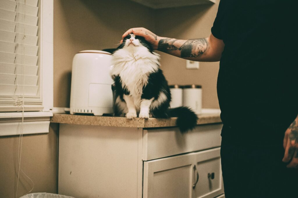 How to Get Rid of Cat Pee Smell guide to enzyme cleaners, odor-neutralizing methods, stain removal, home cleaning, and pet odor control.