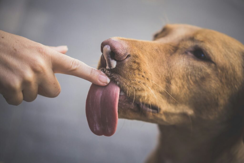 Why does my dog lick my face aggressively? Understanding intense licking, attention, and canine communication.