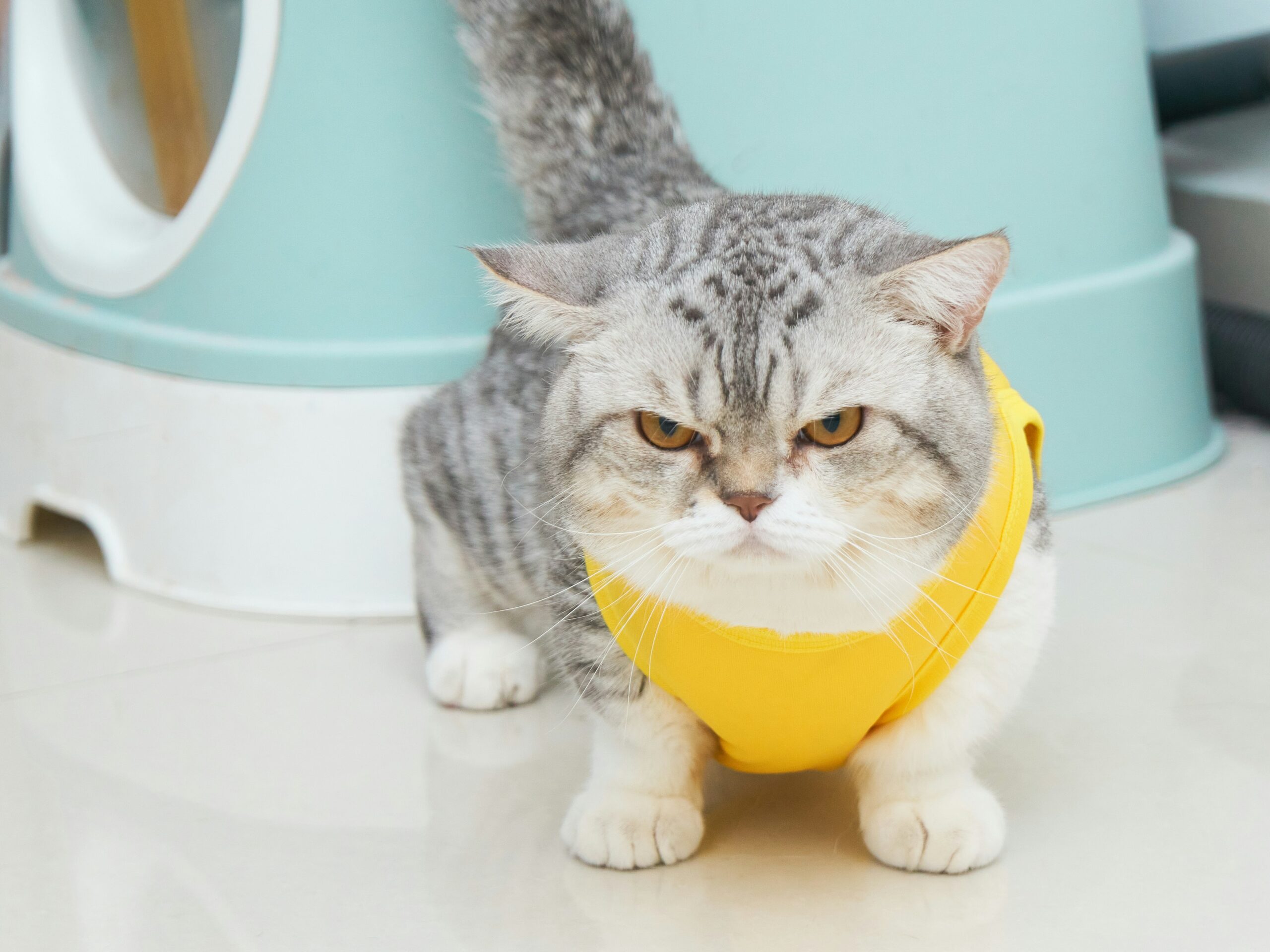 How to Get Rid of Cat Pee Smell featuring enzyme cleaners, odor removal, carpet cleaning, stain treatment, and pet-safe solutions.