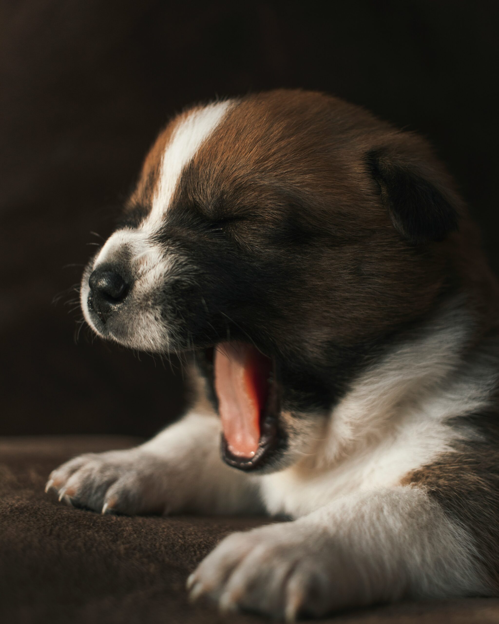 How to Fix Dogs Bad Breath: 9 Effective Ways to Improve Oral Health