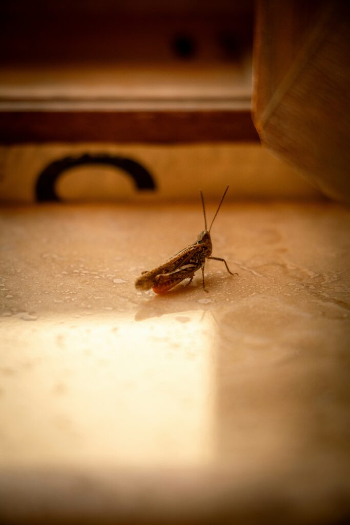 How to Get Rid of Earwigs guide to moisture management, natural repellents, sealing entry points, pest control, and earwig prevention.