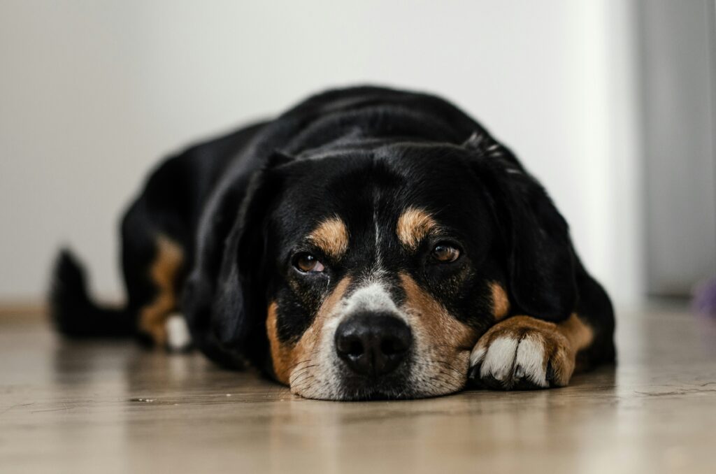 Why does my dog lick my face aggressively? A guide to canine licking, communication, and behavior.