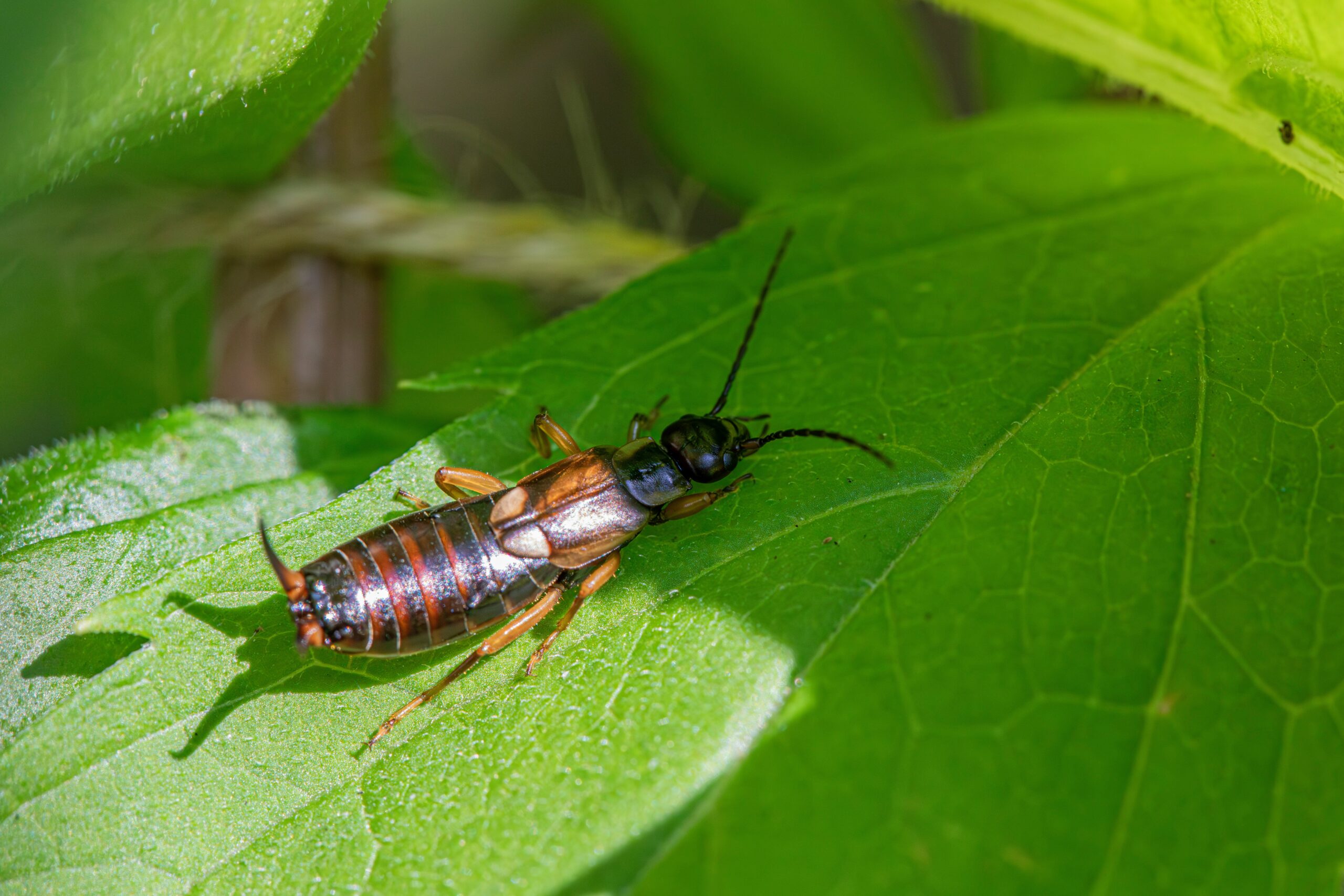 How to Get Rid of Earwigs featuring natural repellents, DIY traps, moisture control, home pest prevention, and earwig removal.