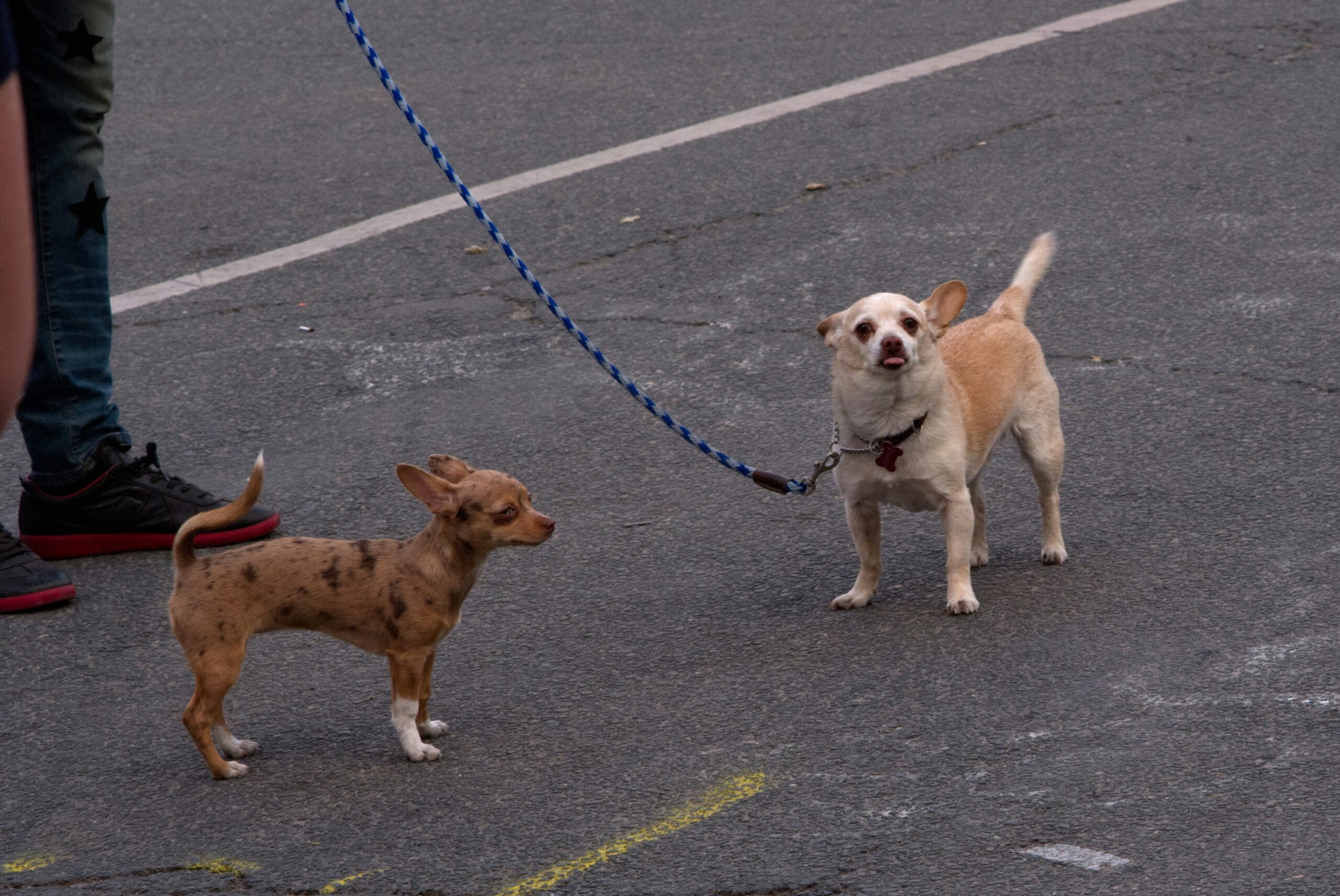 Why are Chihuahuas so angry? Learn why these small dogs may show feisty or reactive behavior.