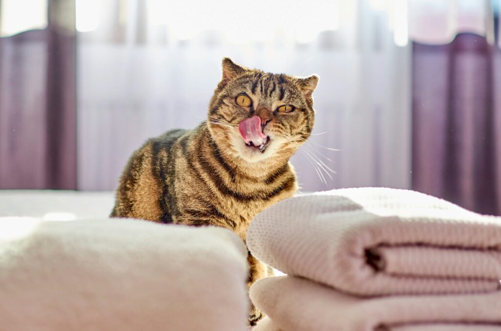How to Get Rid of Cat Pee Smell covering natural remedies, deep cleaning, fabric care, odor prevention, and pet stain removal.