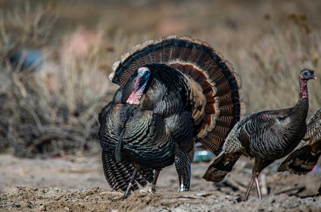 Why do turkeys gobble? A look at turkey communication, social behavior, and vocal signals.