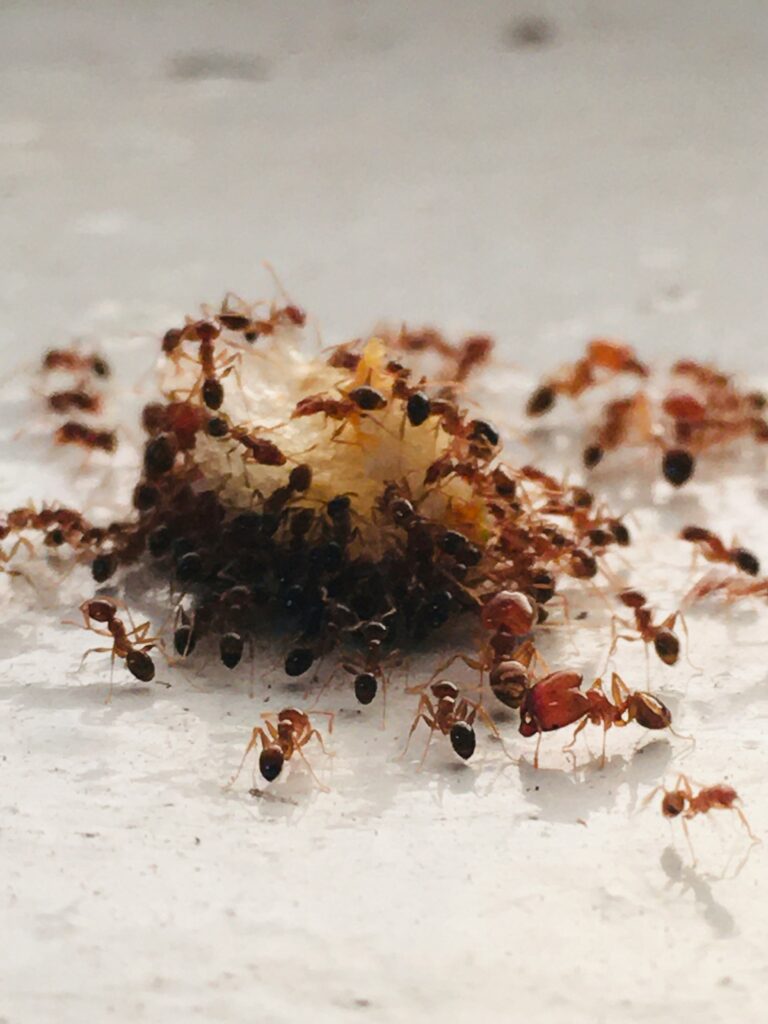 How to Get Rid of Sugar Ants guide to food storage, moisture control, ant baiting, pest removal, entry prevention, and home protection.