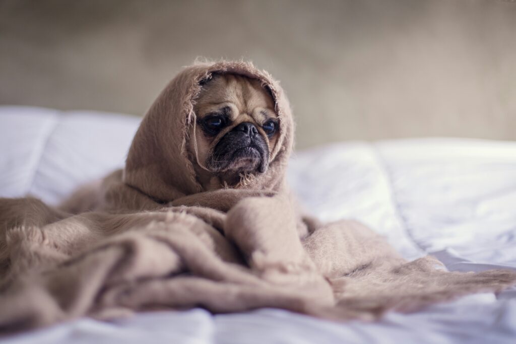 Trazodone for Dogs Dosage Chart by Weight kg for safe medication guidance