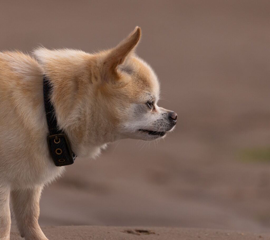 Why are Chihuahuas so angry? A guide to common causes of their feisty and defensive behavior.