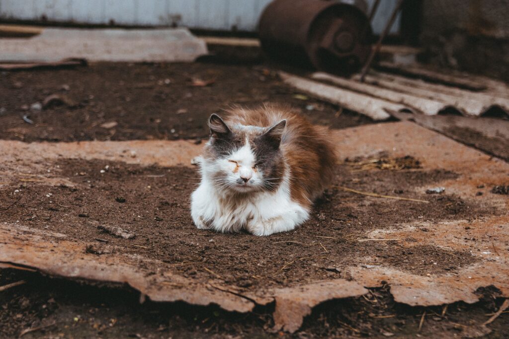 Why do cats hate baths? Understanding feline reactions to water and gentle bathing methods.