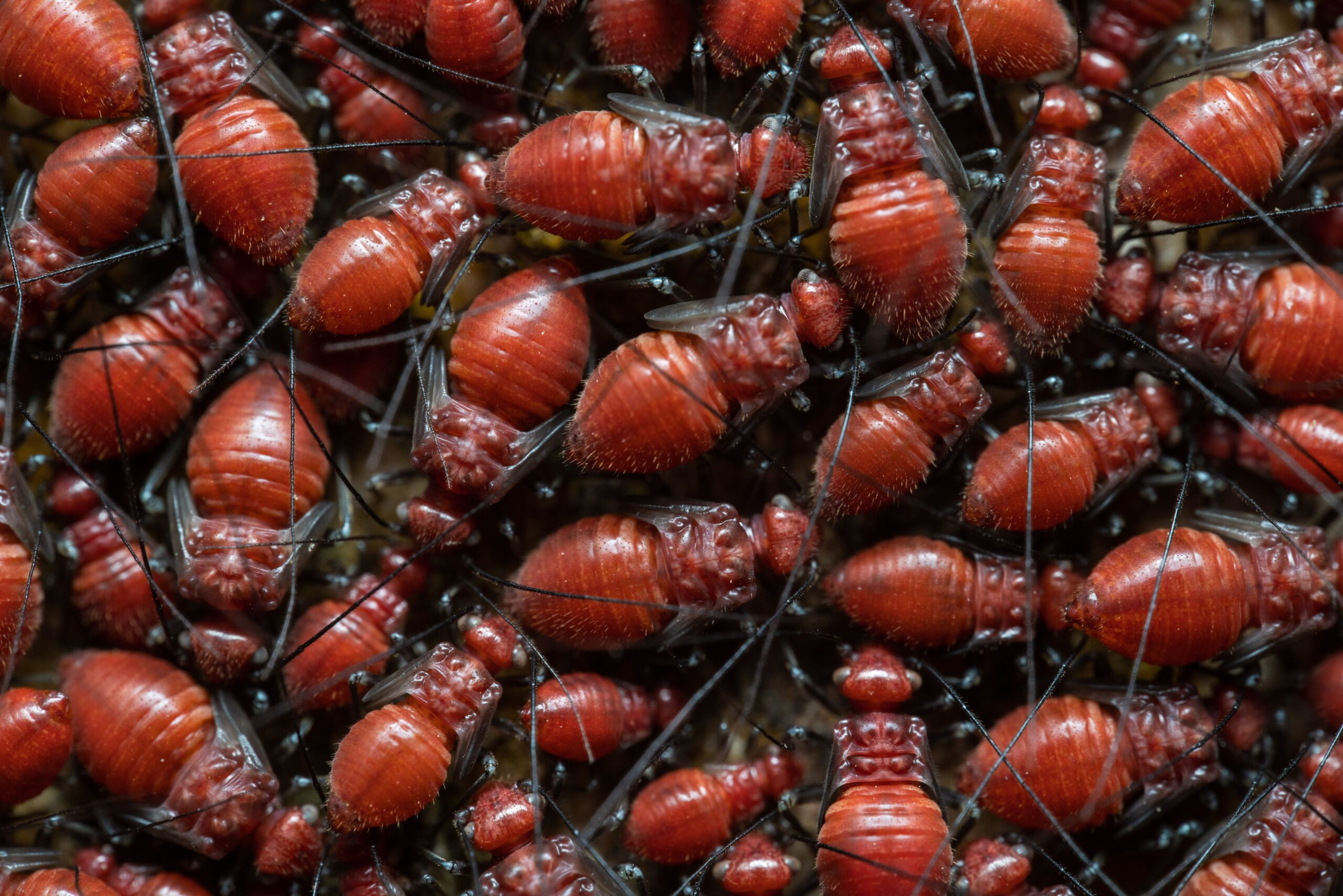 Why are fleas so hard to kill? Understanding flea survival, reproduction, and effective control.