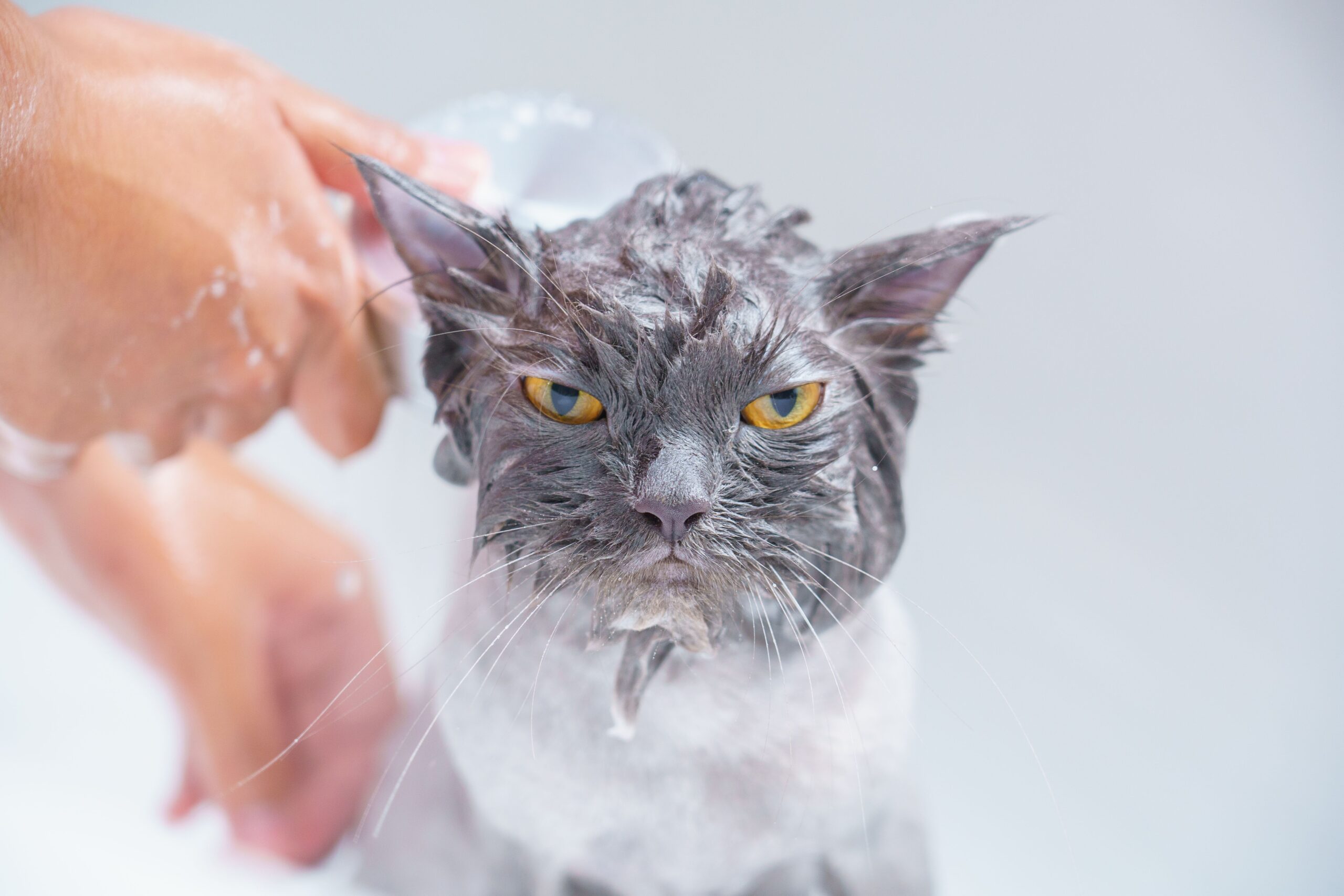 Why Do Cats Hate Baths? 9 Helpful Reasons and Safer Bathing Tips