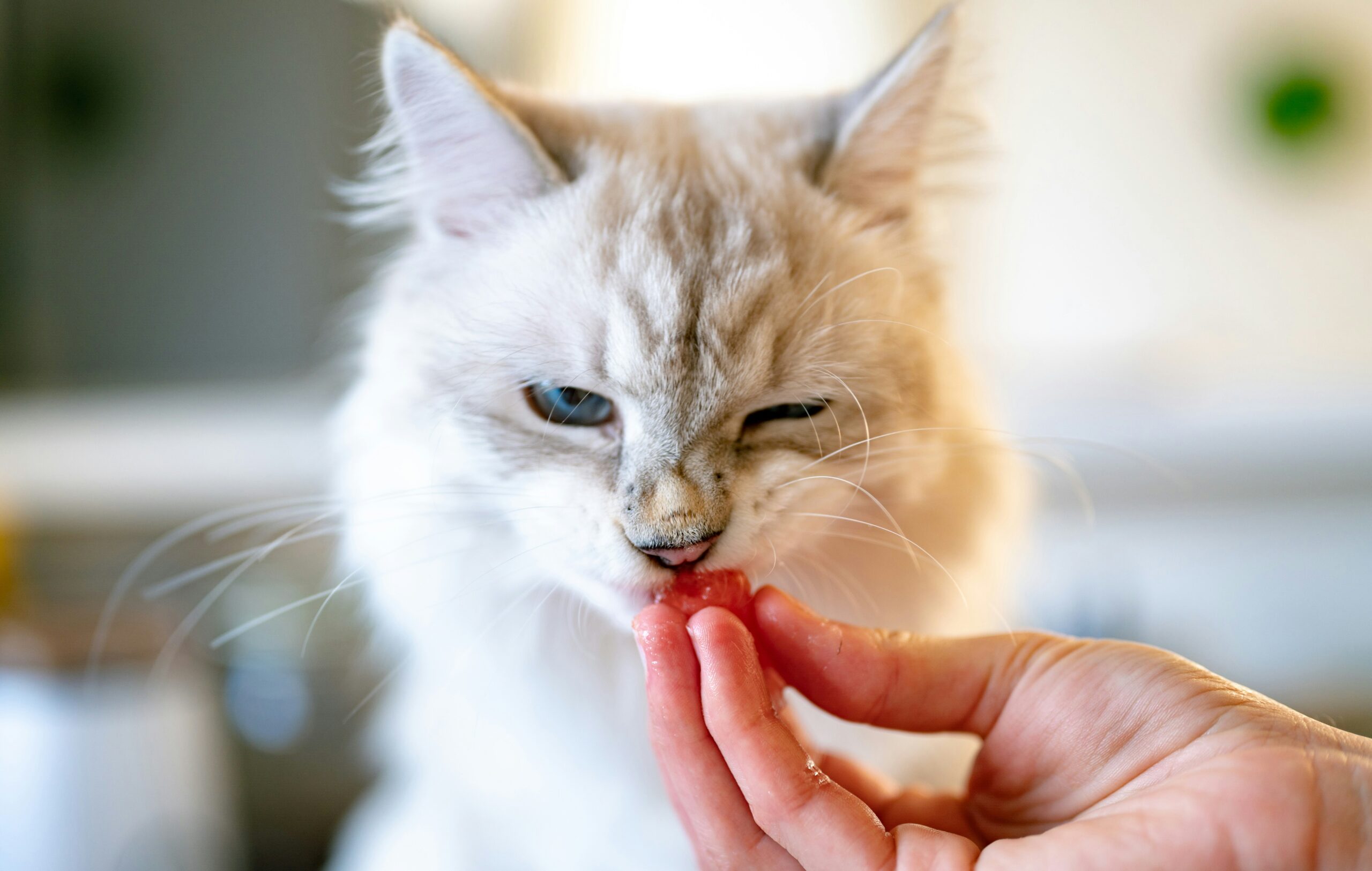 Why Does My Cat Bite Me Gently Out of Nowhere? Causes & Solutions