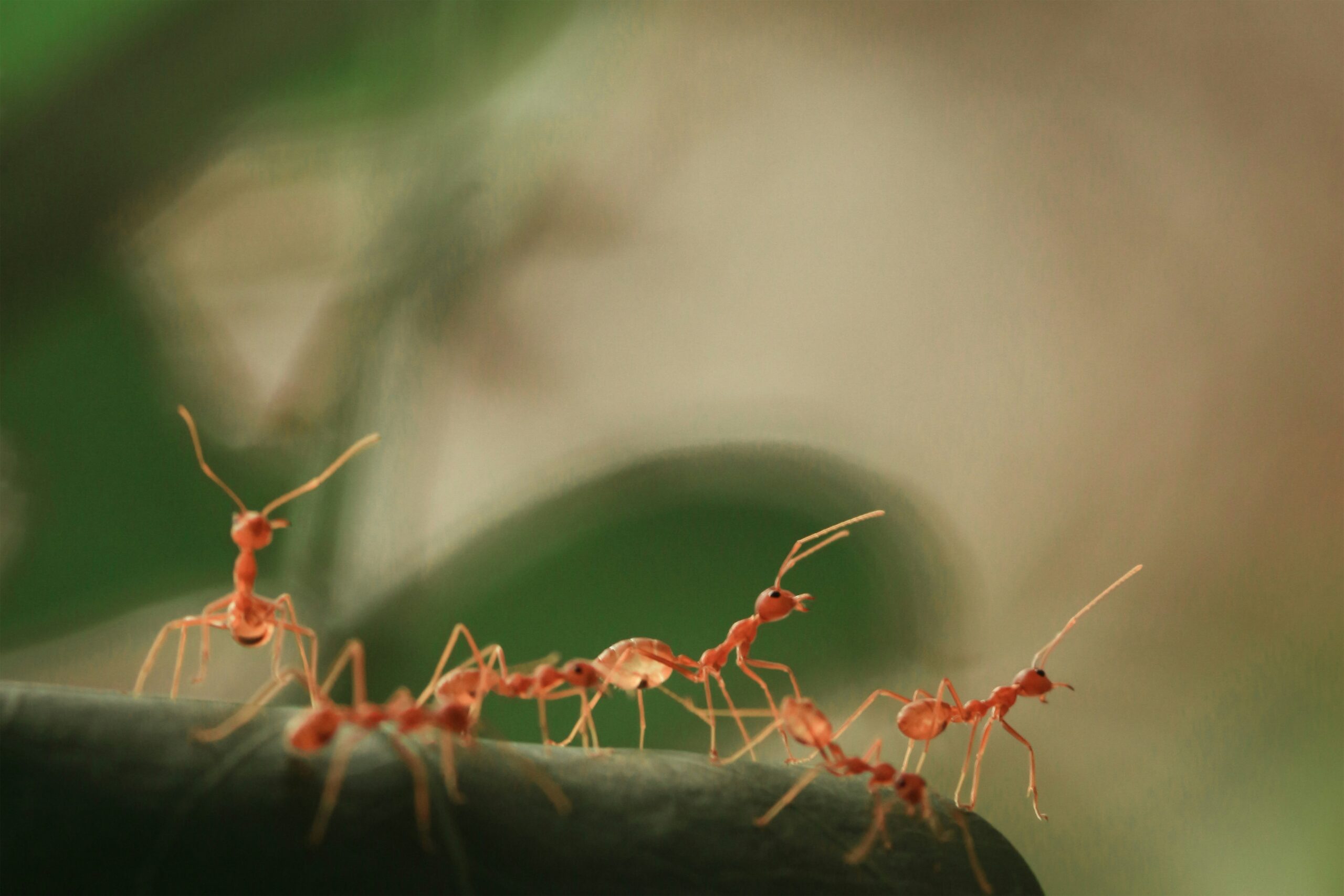 How to Get Rid of Sugar Ants: Sugar ants trailing across a kitchen counter while safe and effective pest control methods are used to eliminate the infestation.