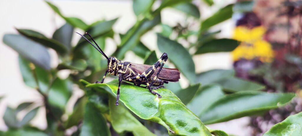 How to Get Rid of Earwigs covering earwig infestations, natural pest control, damp area prevention, home protection, and garden care.