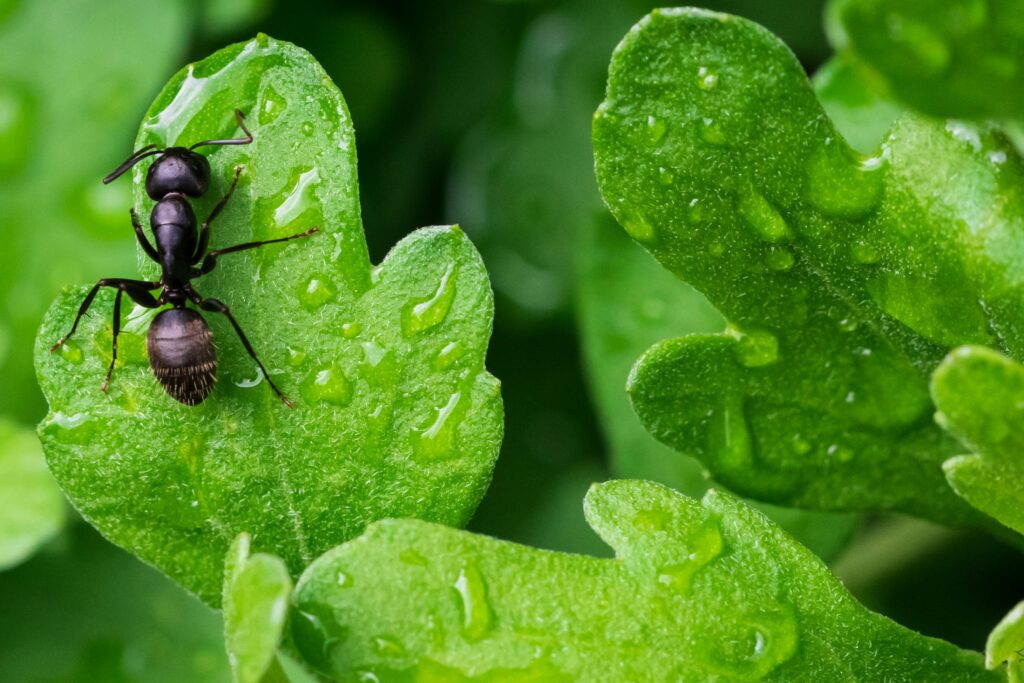 How to Get Rid of Sugar Ants covering ant trails, natural deterrents, baiting methods, cleaning, entry-point sealing, and infestation prevention.