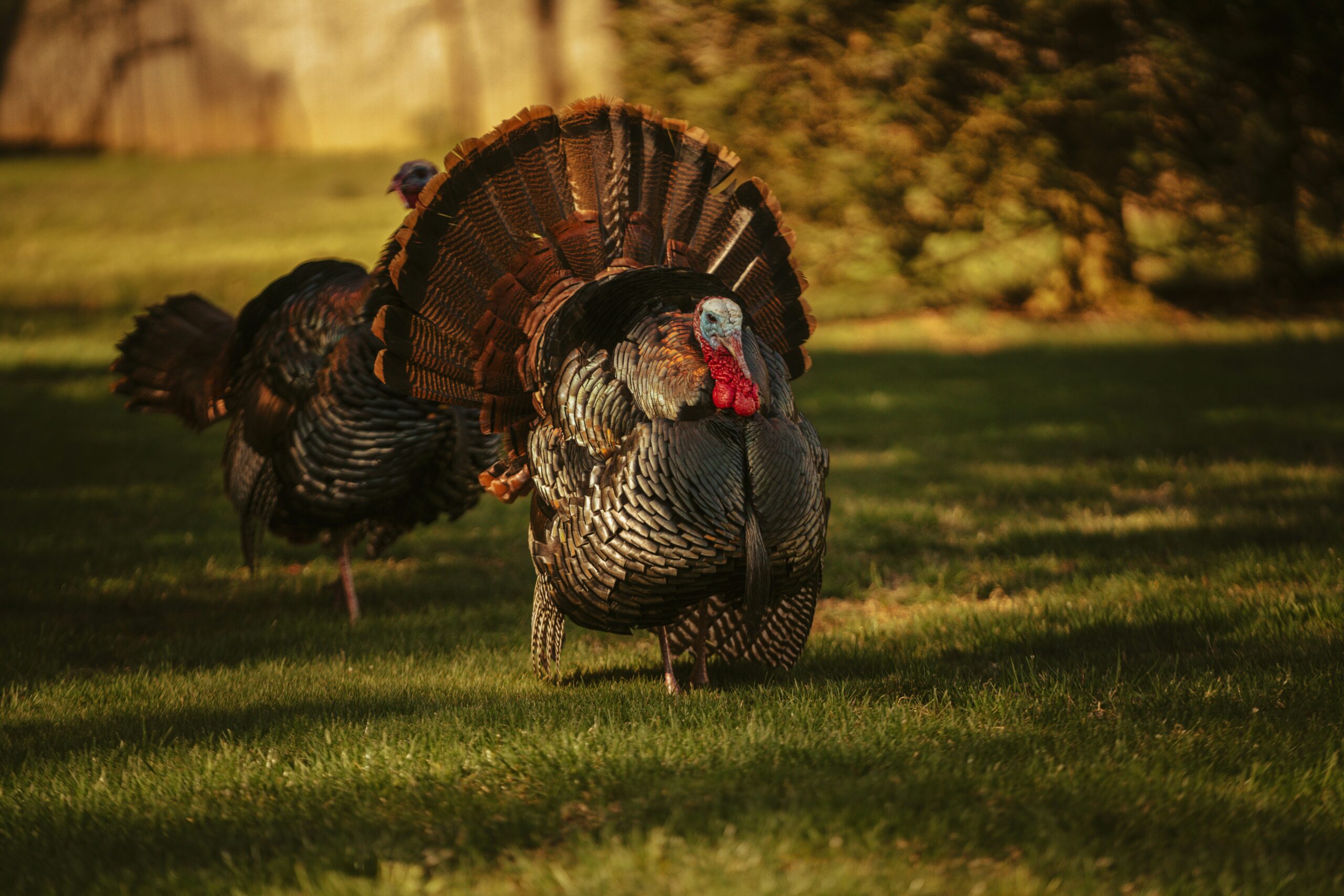 Why Do Turkeys Gobble? 7 Fascinating Reasons Behind Their Famous Call