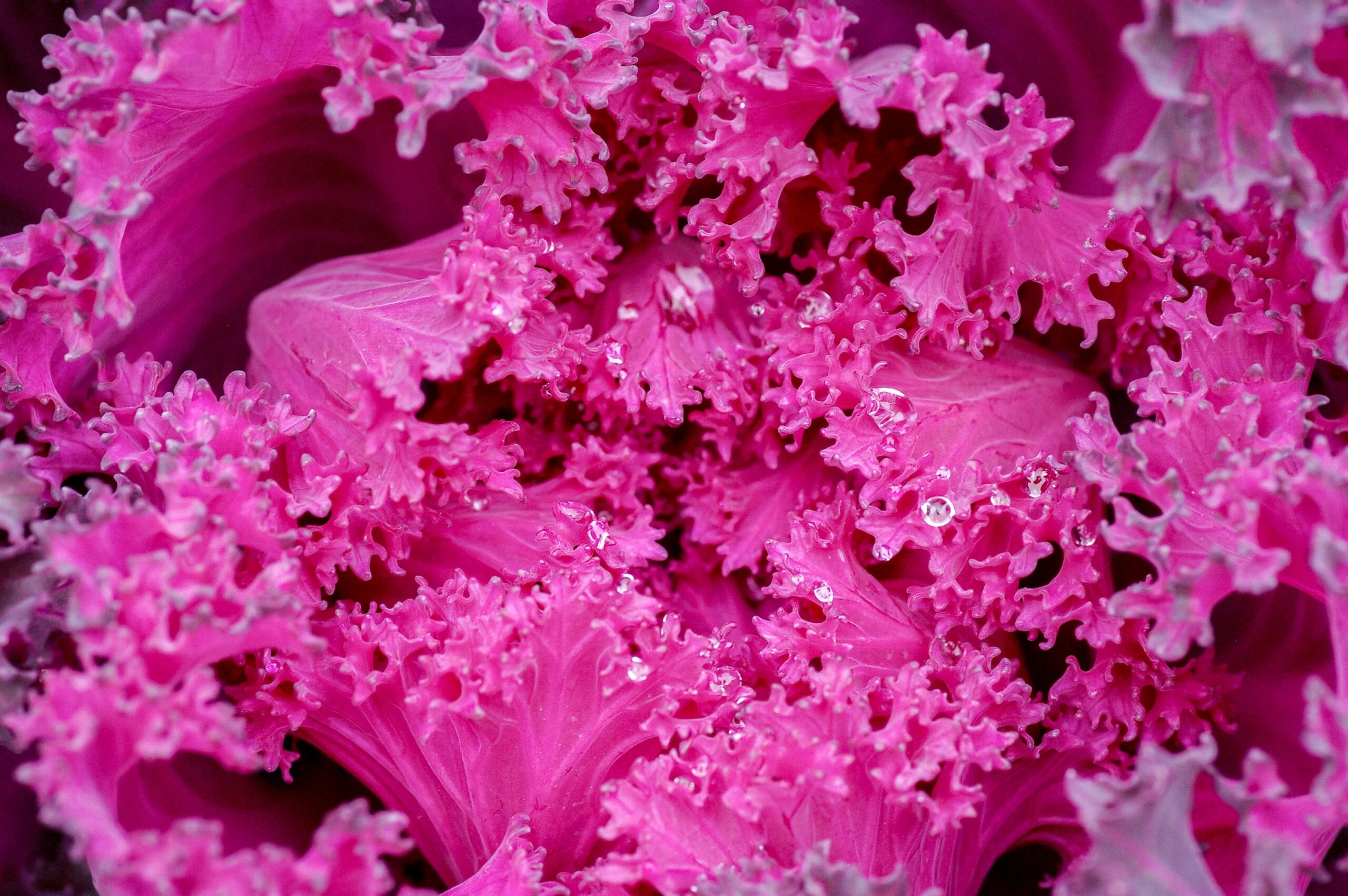 Why Does Lettuce Turn Pink? 7 Surprising Causes and Proven Prevention Tips