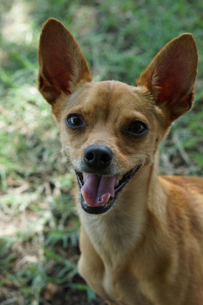 Why are Chihuahuas so angry? Understanding their barking, fear, reactivity, and feisty behavior.