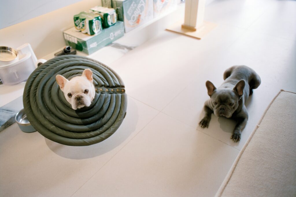 How to fix dogs bad breath and improve oral health